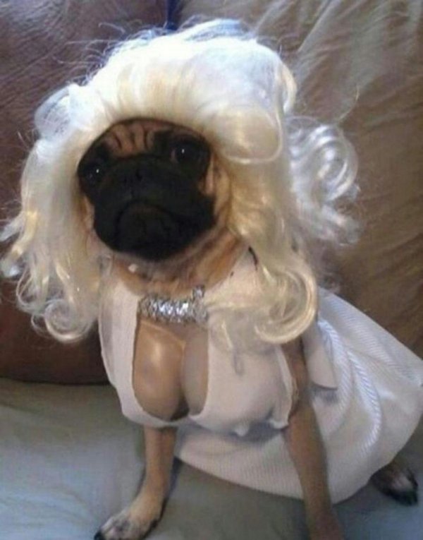 прикольные костюмы для собак