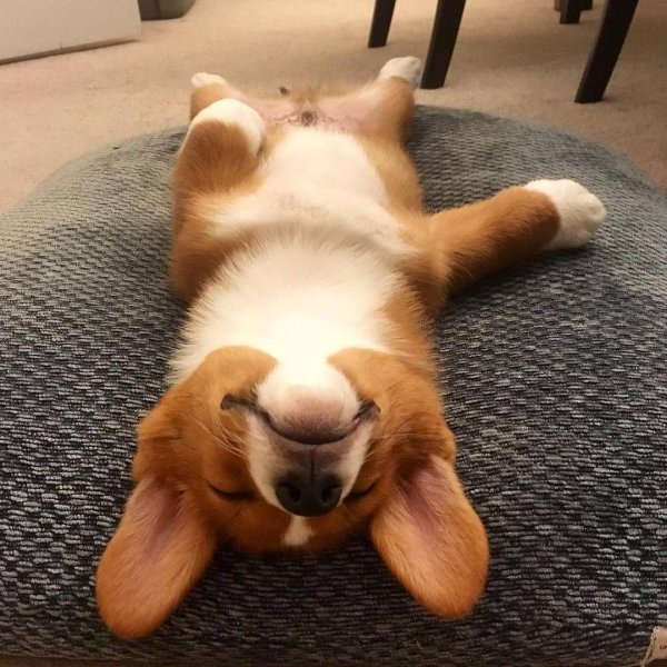 корги пемброк пузико