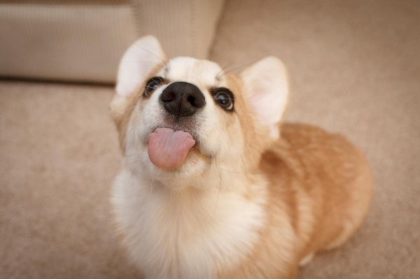 вельш корги