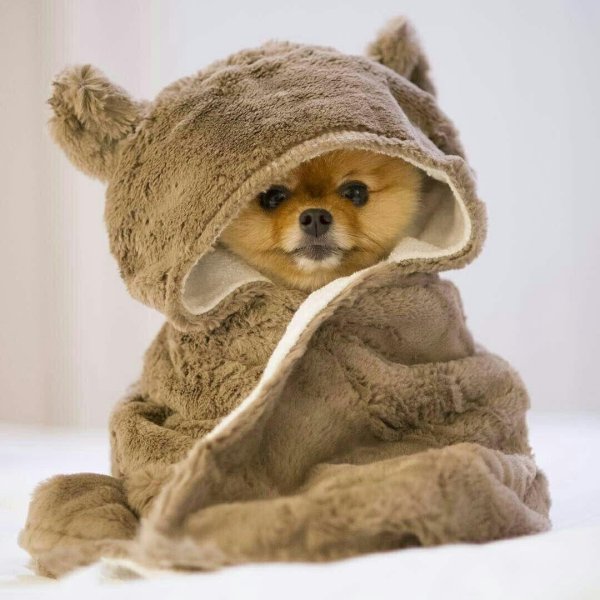 померанский шпиц jiffpom