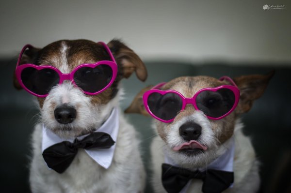 джек рассел