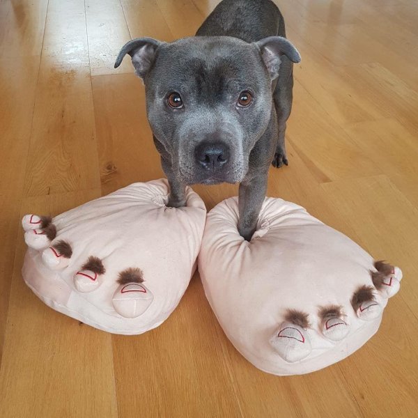 американский стаффордширский терьер голубой