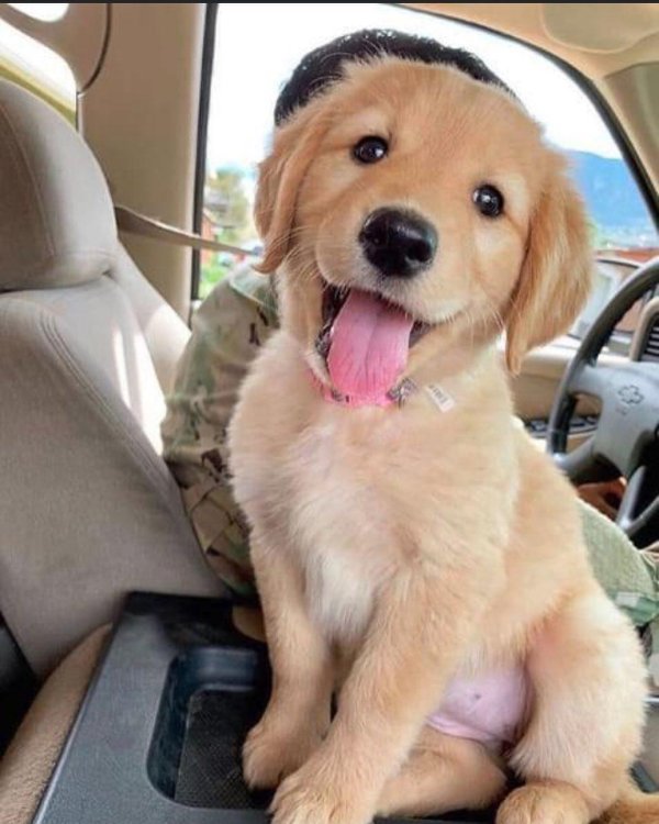 golden retriever puppy