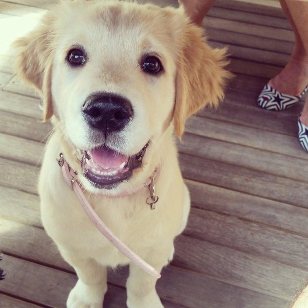 милые собачки