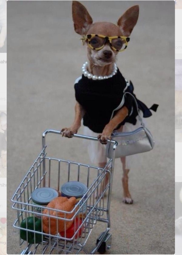 чихуахуа переросток