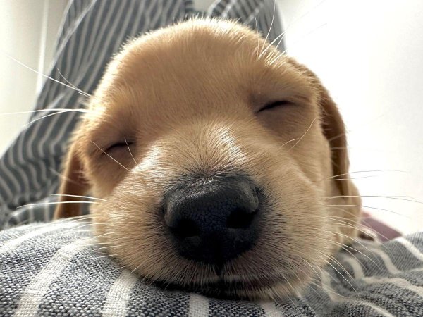 собачка милая