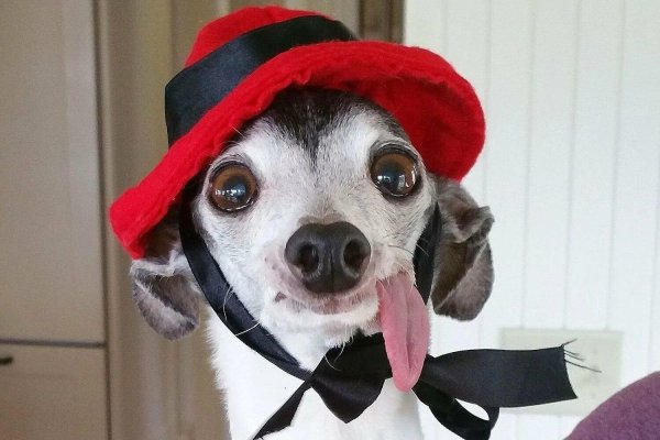 левретка заппа