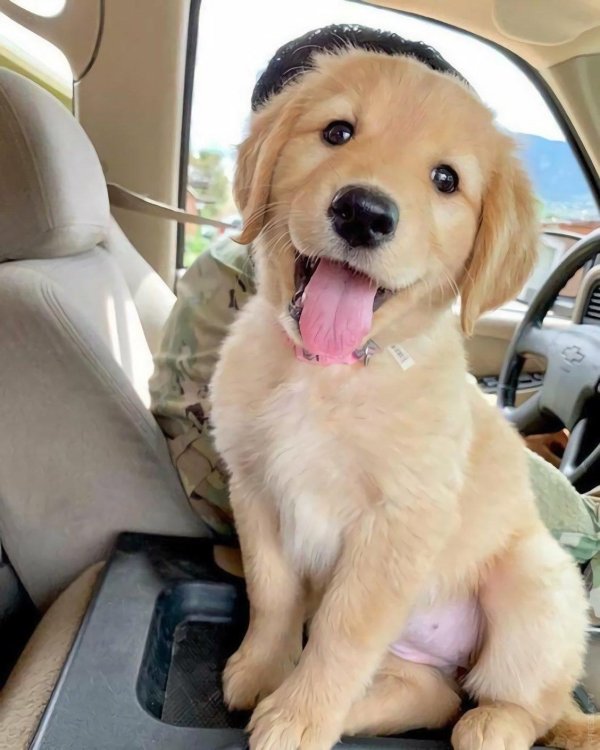 golden retriever puppy