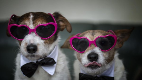 джек рассел