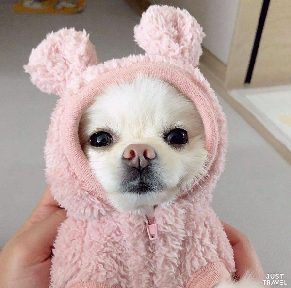 песик милый