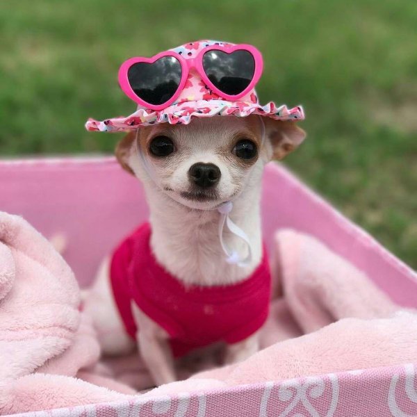 собачка чихуахуа