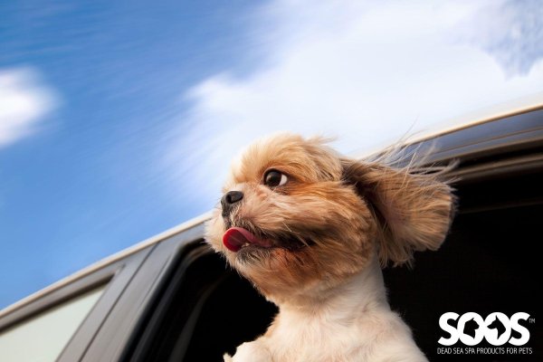 классные собаки