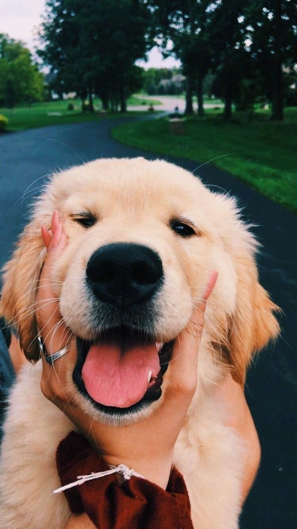 golden retriever puppy
