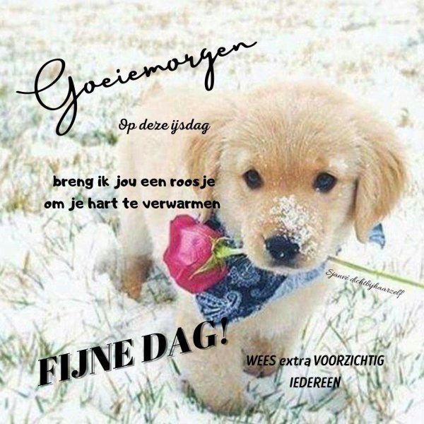 щенок с розами