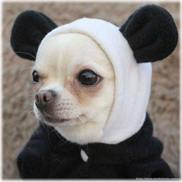 чихуахуа в капюшоне