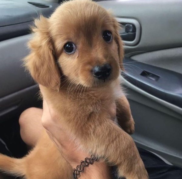 милые щеночки