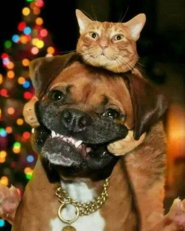 смешные собаки и коты