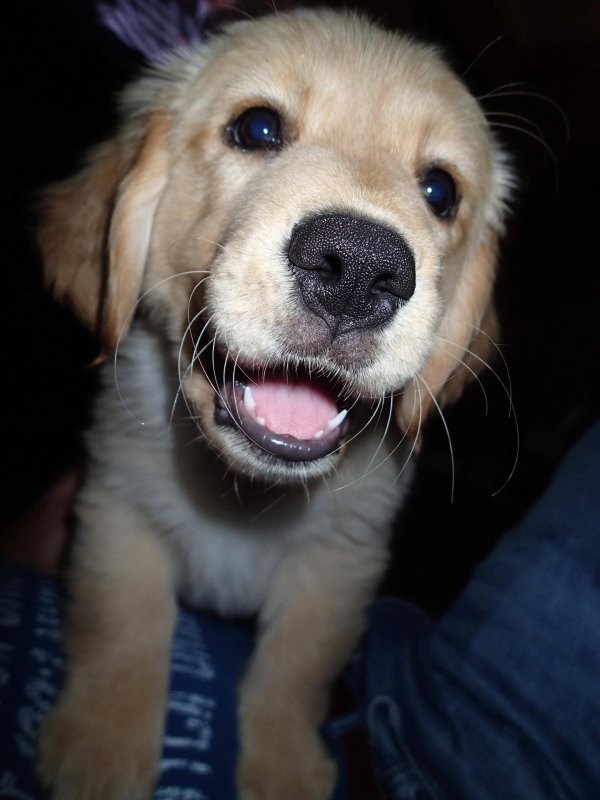 golden retriever puppy