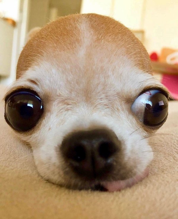 злая чихуахуа