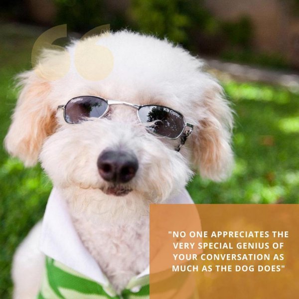 прикольные собачки