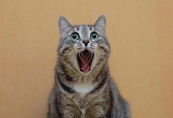 удивленная кошка