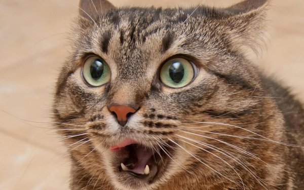 испуганная кошка