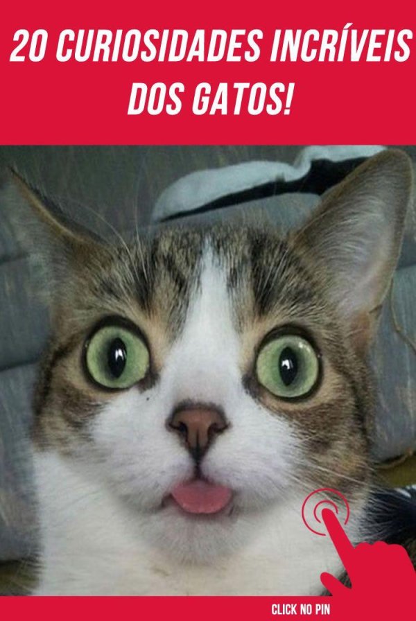 котик с высунутым языком