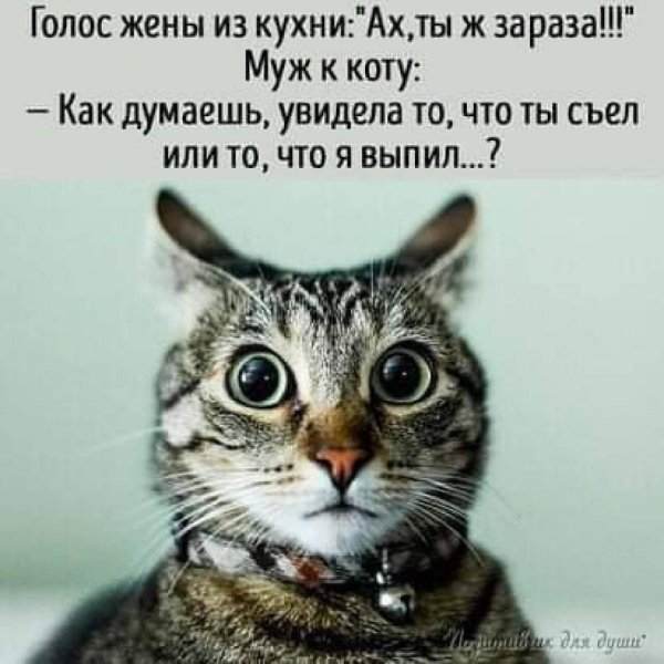 удивленная кошка