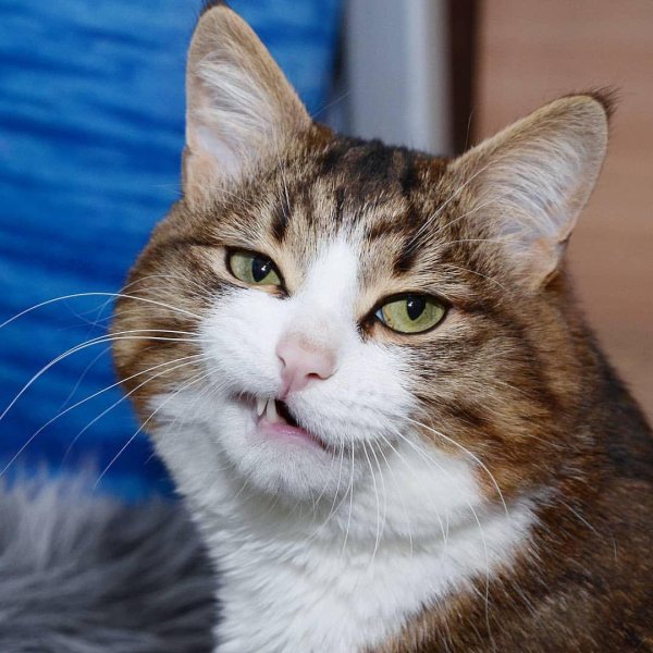 кошачьи гримасы