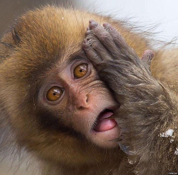 обезьяна удивление