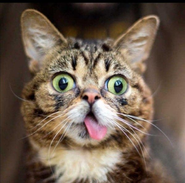 смешные лица котов