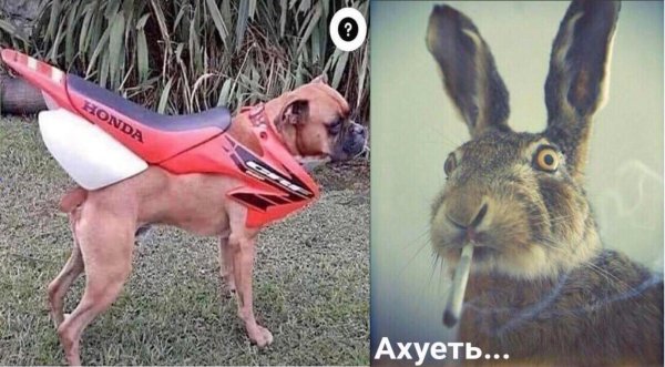 упоротый заяц