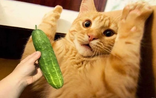cat and cucumber