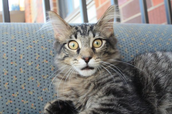 мейн кун кот