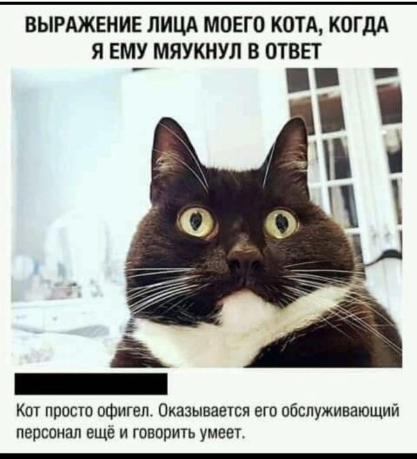 удивленные коты