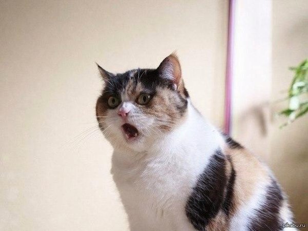 котик удивлен