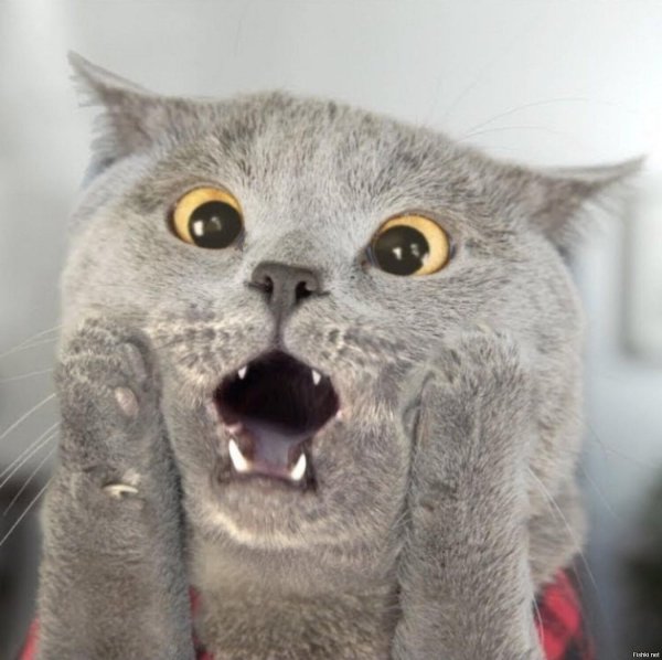 удивленные коты