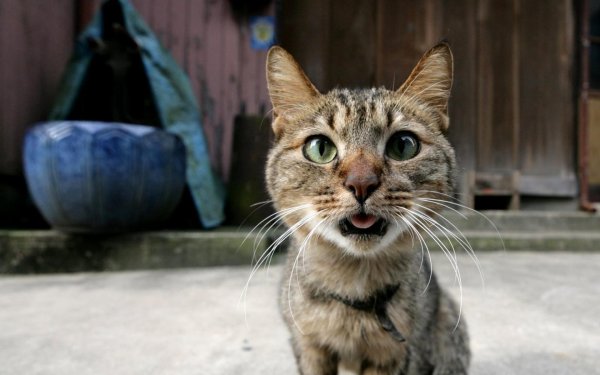 прикольные коты