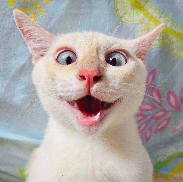 милые котики смешные