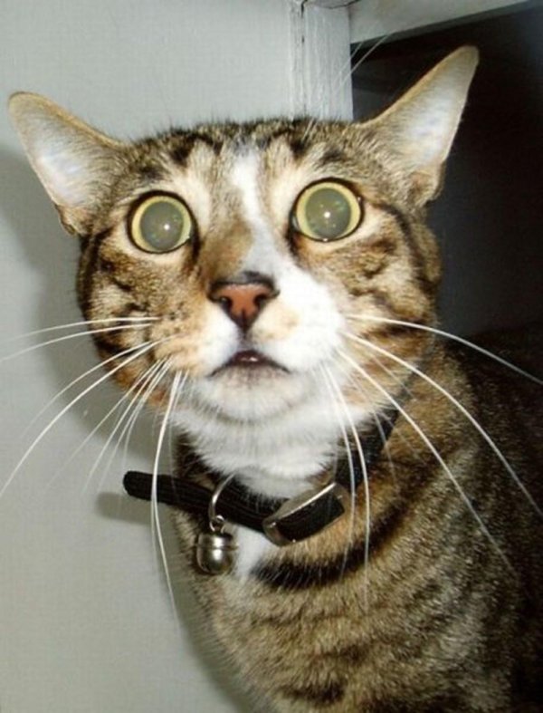 удивленный кот