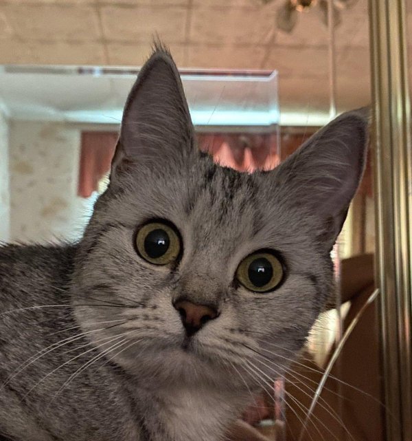 удивленная кошка