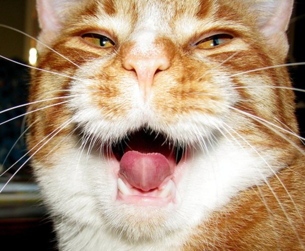 кошачья морда