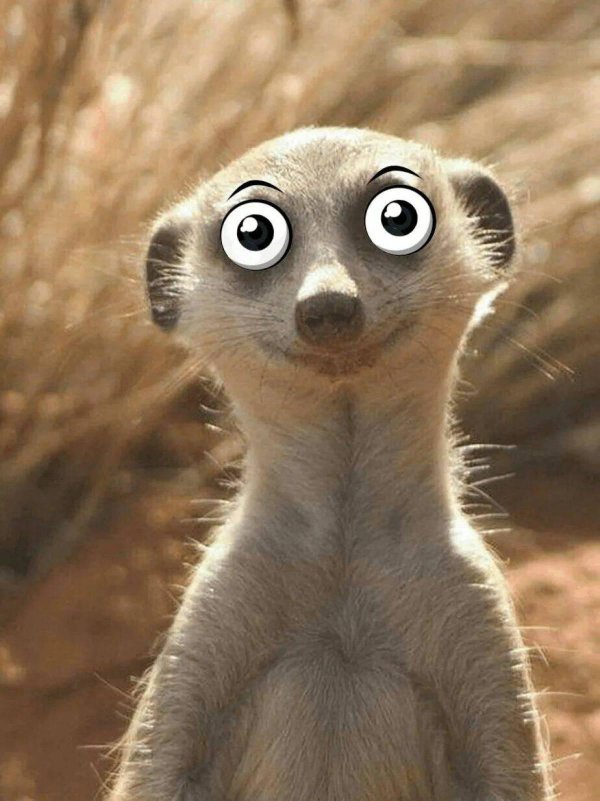 meerkat or suricate