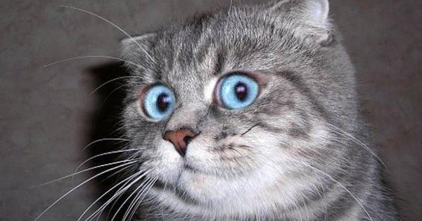 честно сказать я в ахуе