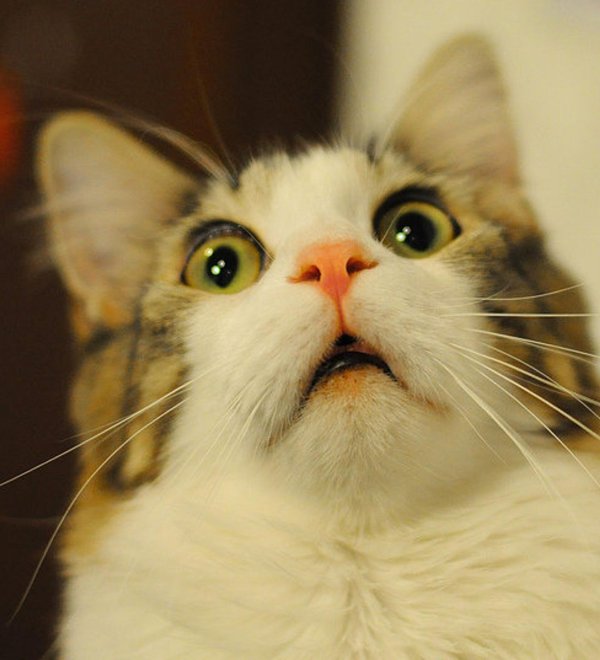 удивленные коты