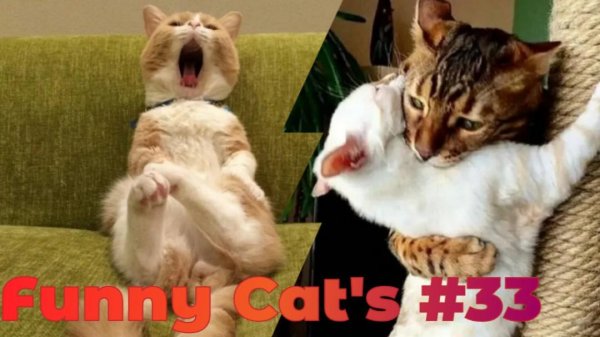 коте приколы