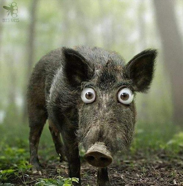 дикий кабан