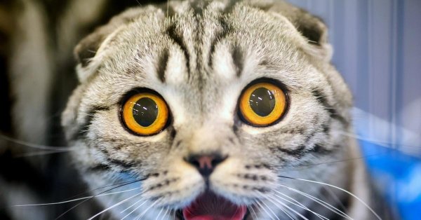 шотландская вислоухая кошка