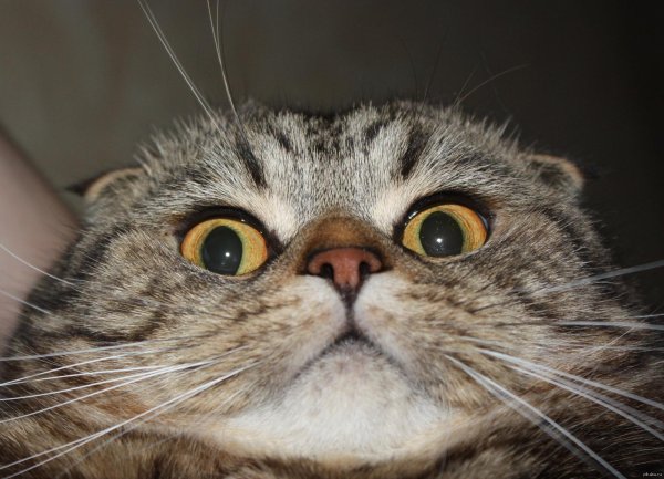 упоротые коты