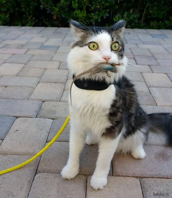 кошка смешная